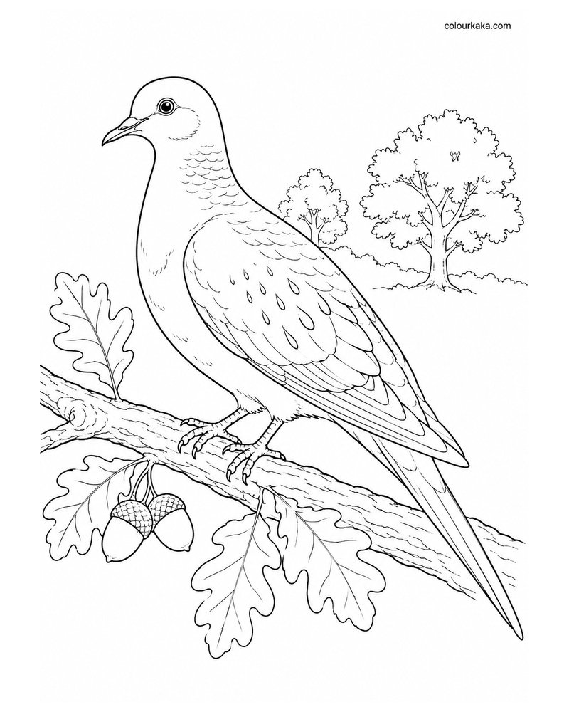 Passenger Pigeon Colouring Page thumbnail