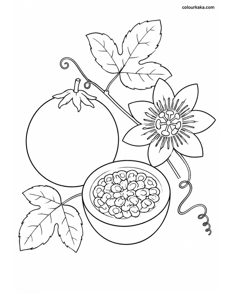 Passion Fruit Vine Colouring thumbnail