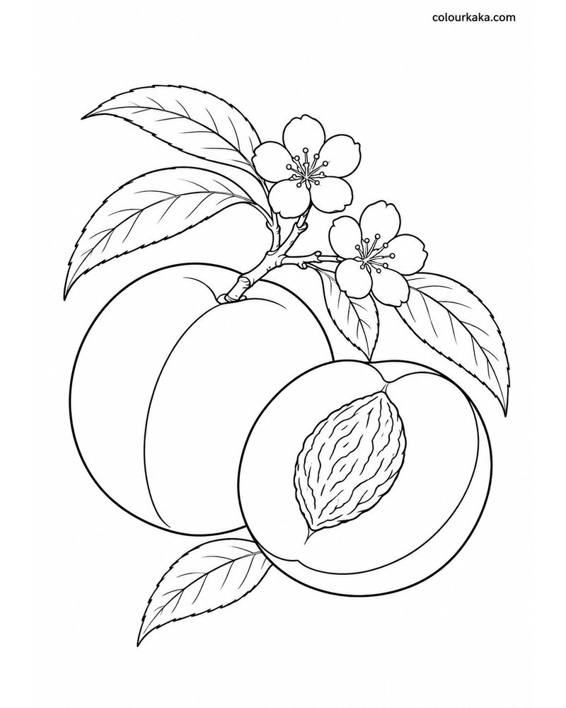 Peach Orchard Colouring Sheet thumbnail