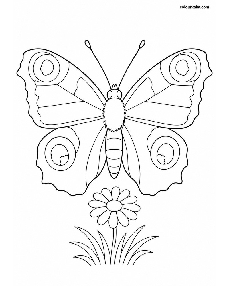 Peacock Butterfly Colouring thumbnail