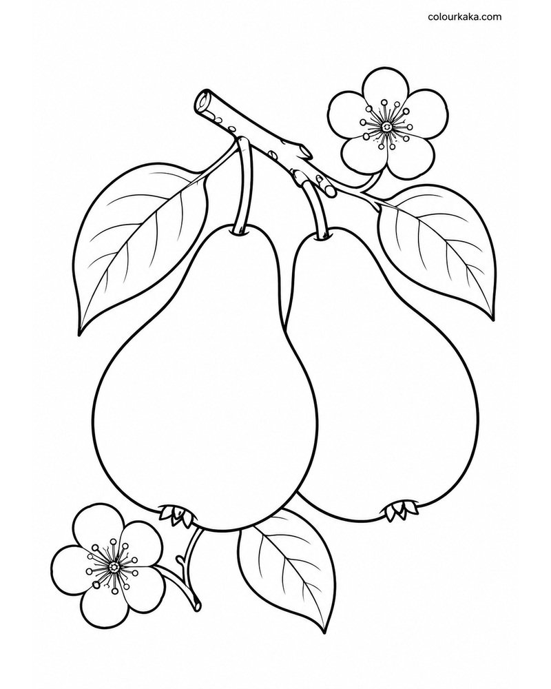 Pear Harvest Colouring Page thumbnail