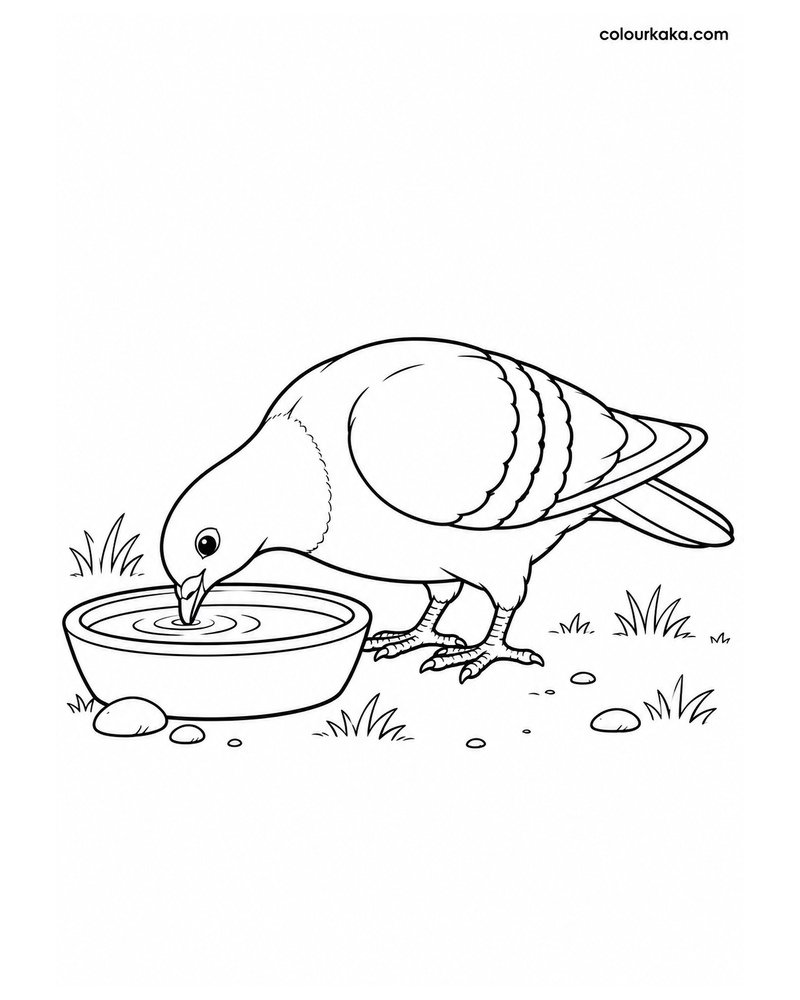 Pigeon Drinking Water from a Bowl Colouring Page thumbnail