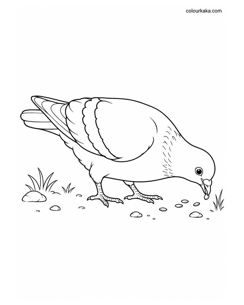 Pigeon Pecking Grains on the Ground Colouring Page thumbnail