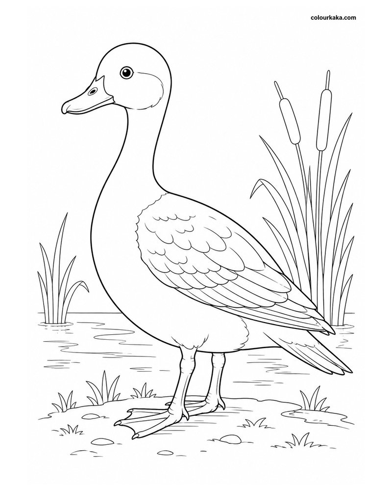 Pink-headed Duck Colouring Page thumbnail