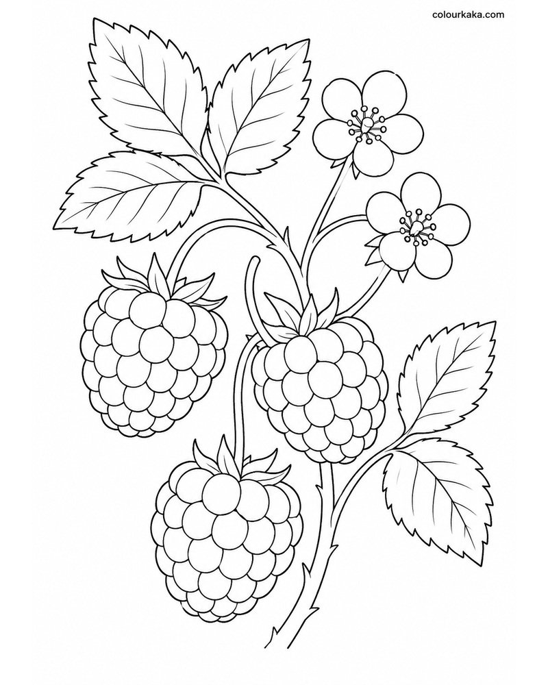 Raspberry Patch Colouring thumbnail