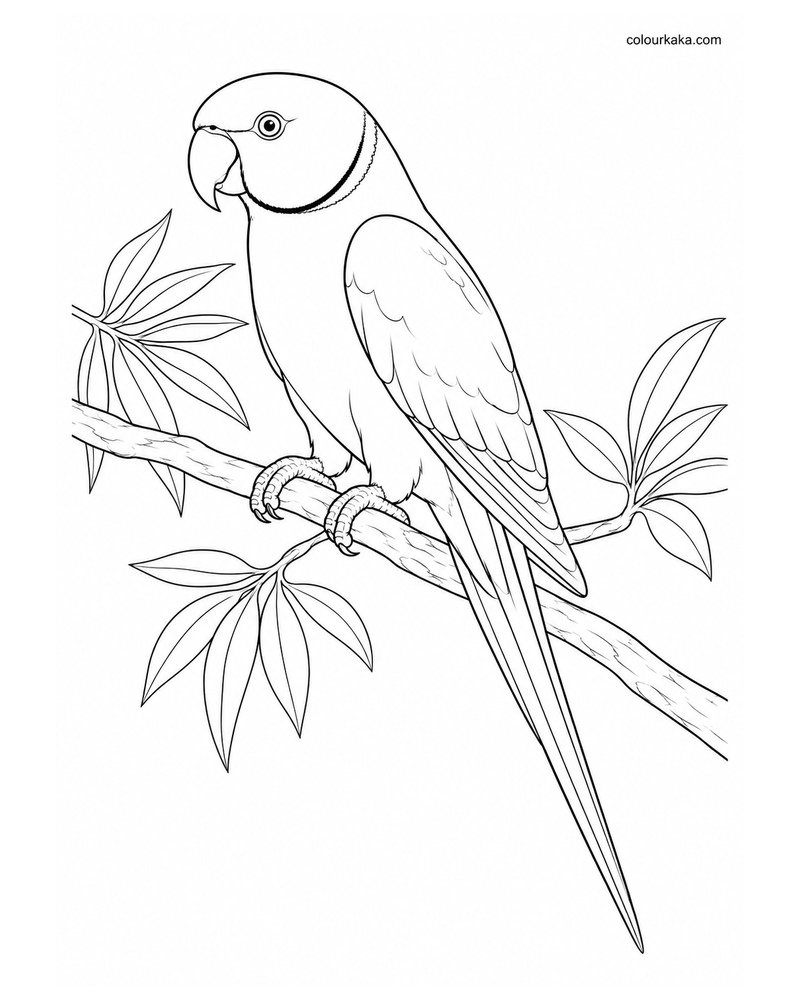 Réunion Parakeet Colouring Page thumbnail