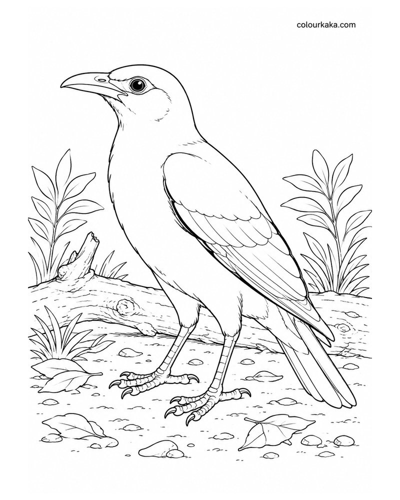 Rodrigues Starling Colouring Page thumbnail