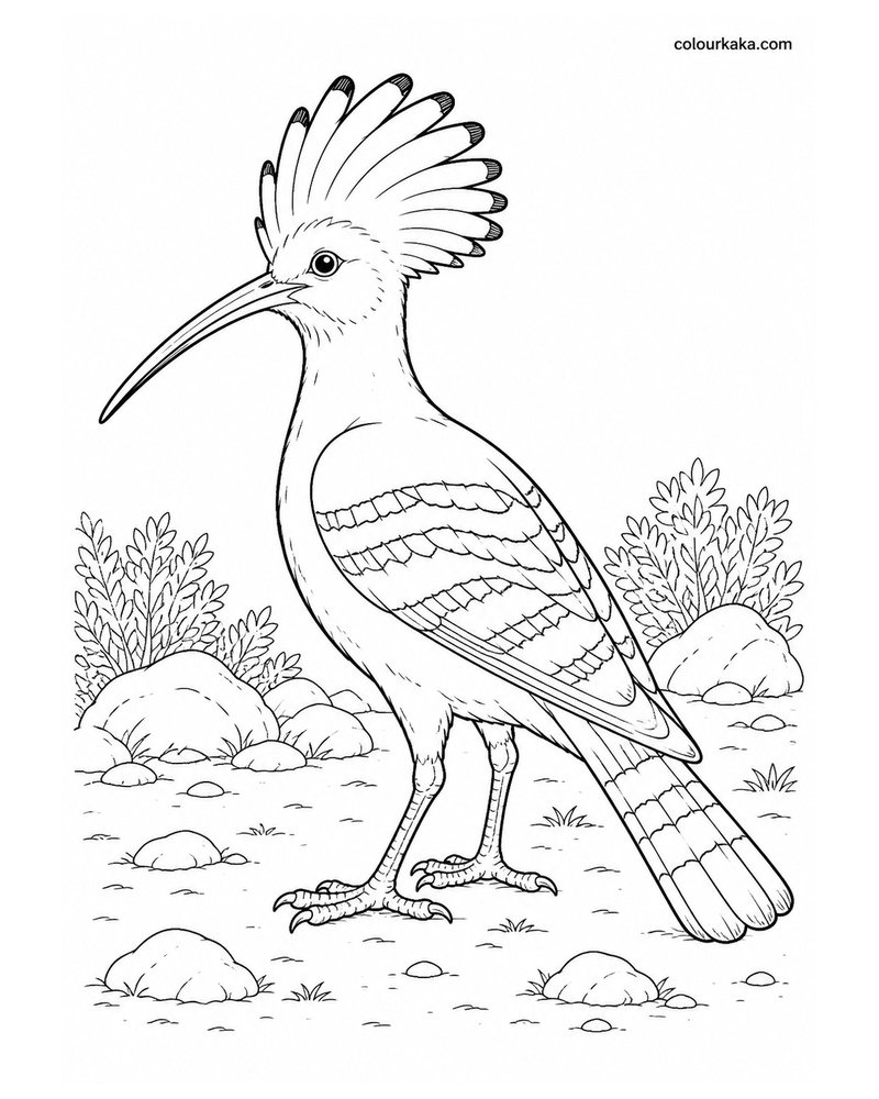 Saint Helena Hoopoe Colouring Page thumbnail