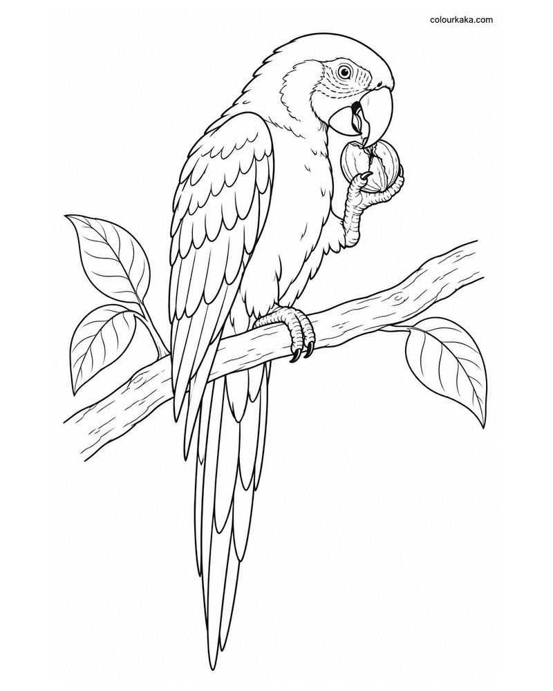 Scarlet Macaw Cracking a Nut Colouring Page thumbnail