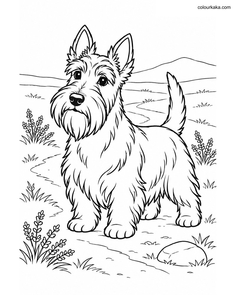 Scottish Terrier Colouring thumbnail