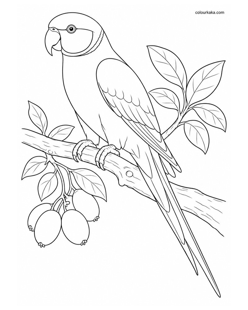 Seychelles Parakeet Colouring Page thumbnail