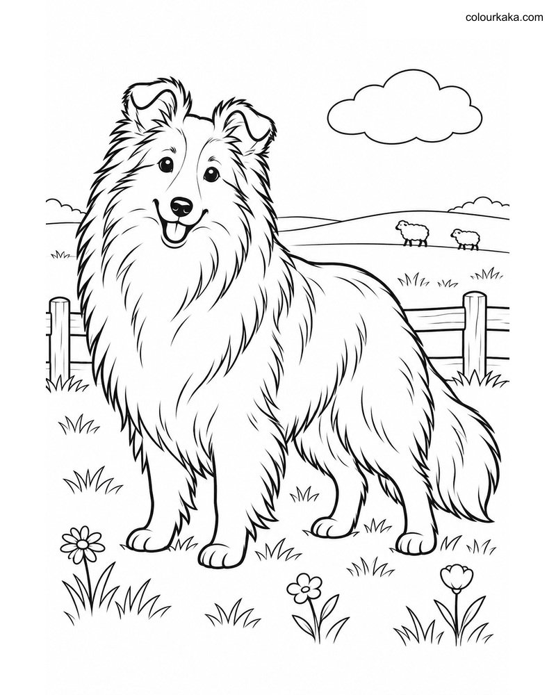 Shetland Sheepdog Colouring thumbnail