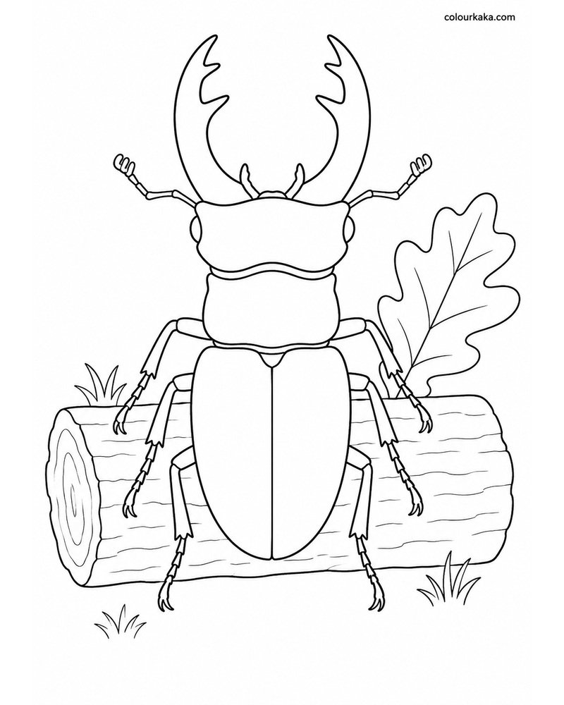 Stag Beetle Woodland Colouring thumbnail