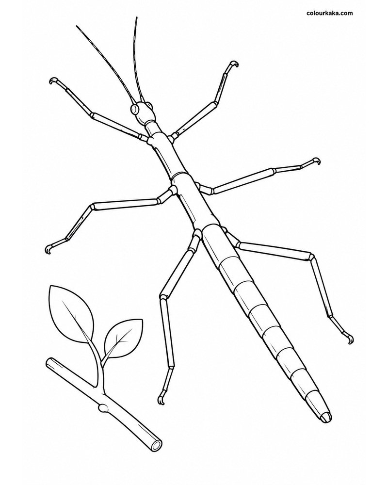 Stick Insect Twig Colouring thumbnail