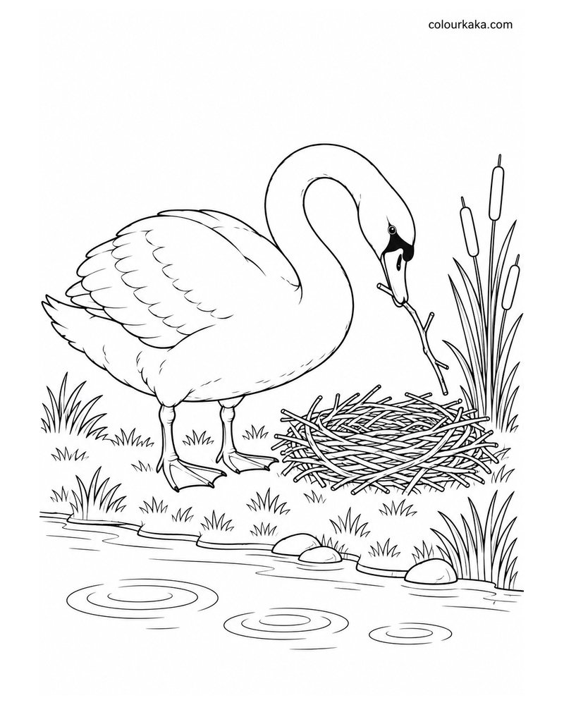 Swan Building a Nest Colouring thumbnail