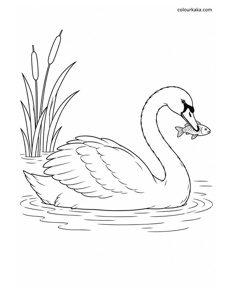 Swan Catching a Fish Colouring thumbnail