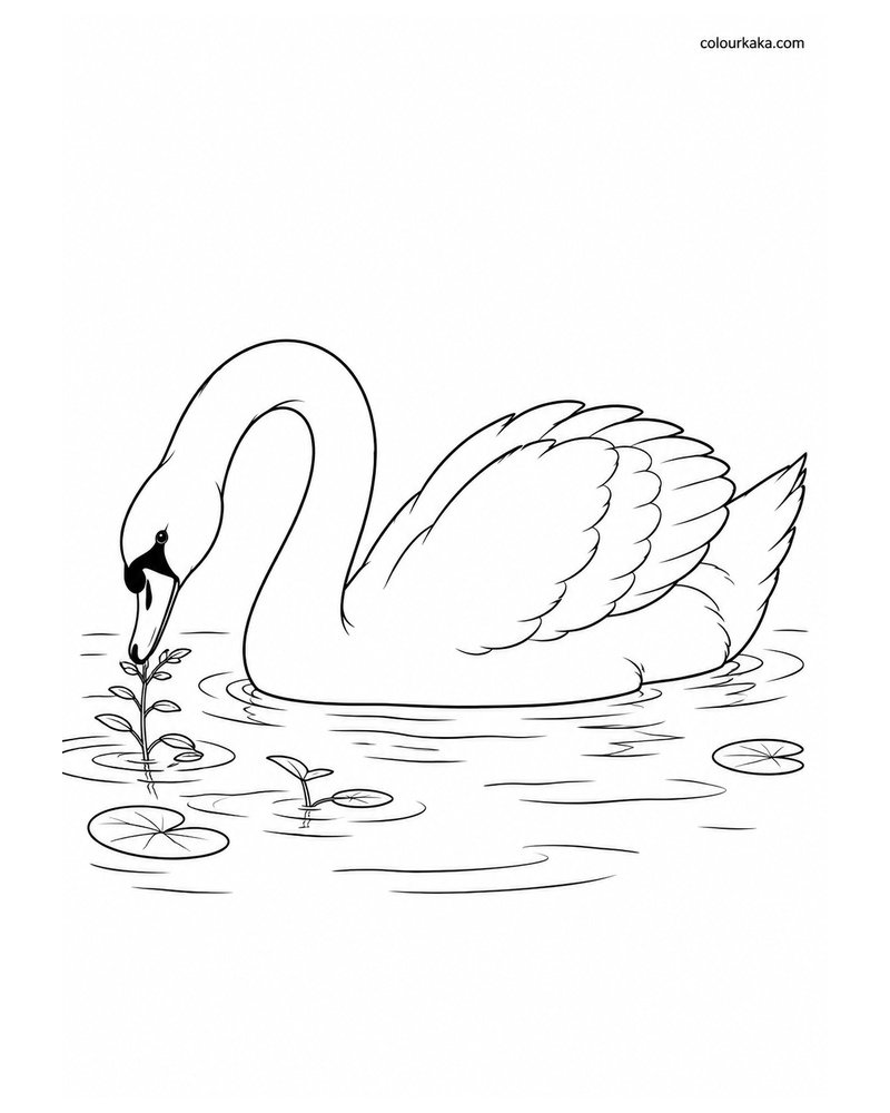 Swan Feeding in the Water Colouring thumbnail