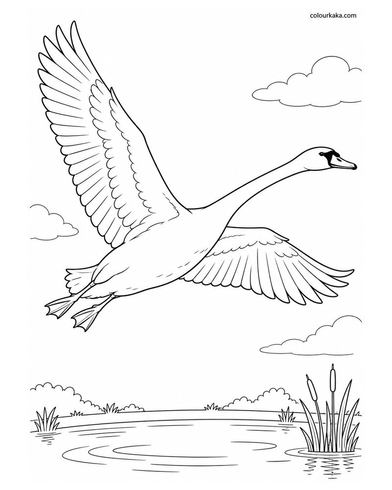 Swan Flying Over the Pond Colouring thumbnail