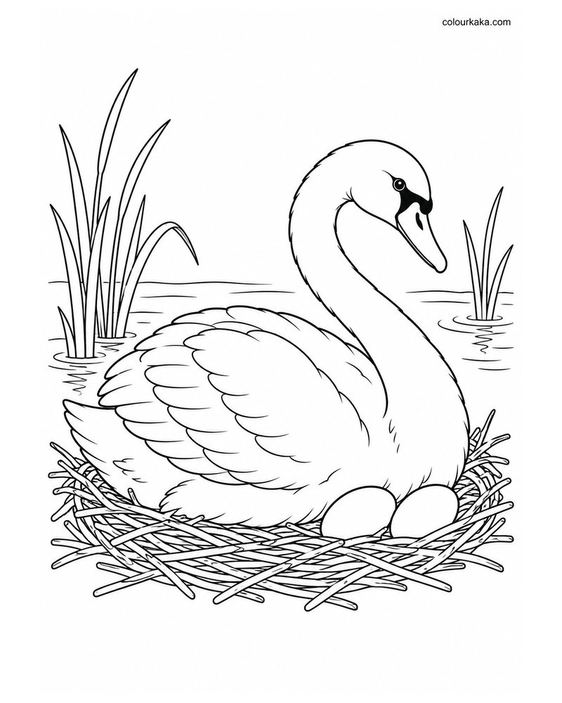 Swan Nesting by the Pond Colouring thumbnail