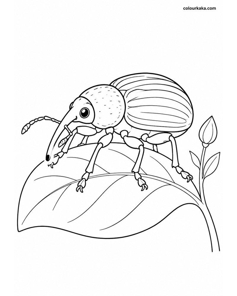 Weevil Leaf Colouring Page thumbnail